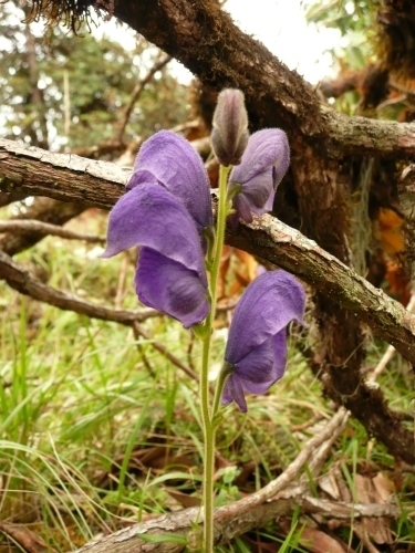 Blauer Eisenhut (Aconitum spicatum, Ranunculáceae)