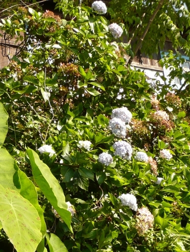 Hortensie (Hydrangea macrophylla, Hydrangeaceae)