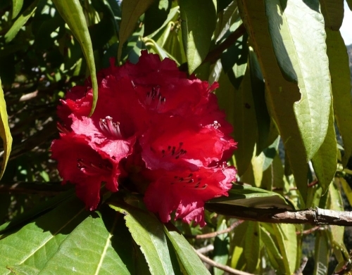 Rhododendron (Rhododéndron fúlgens, Ericáceae)