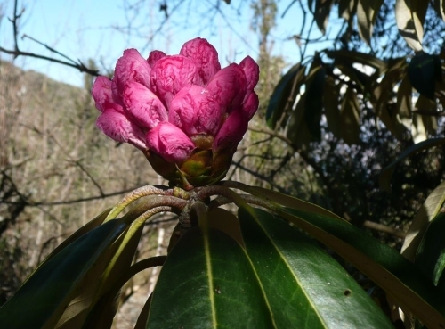 Rhododendronknospe (Rhododéndron fúlgens, Ericáceae)