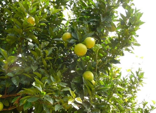 Pampelmuse (Citrus maxima, Rutaceae)