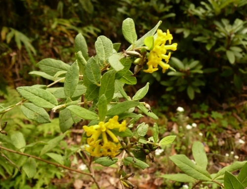 Gelber Seidelbast (Daphne pseudomezereum, Thymelaeaceae)