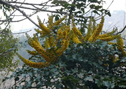 Nepalesische Mahonie (Mahonia napaulensis, Berberidáceae)