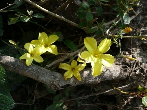 Reinwardtie (Reinwardtia indica, Lináceae)