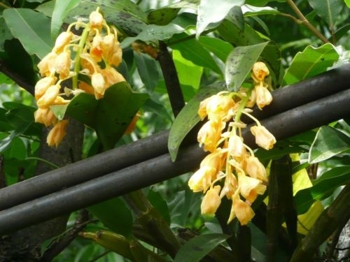 Orchidee (Orchidáceae)