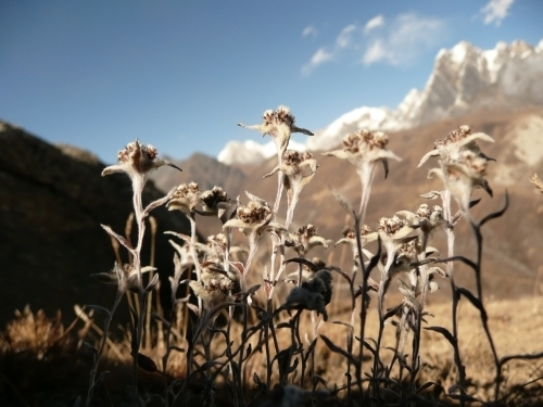 Edelweiss auf 4620 m (Leontopódium himalayánum, Compósitae)