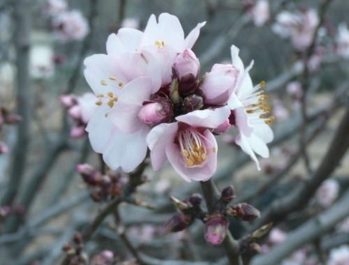 Apfelblüte (Malus, Rosáceae)