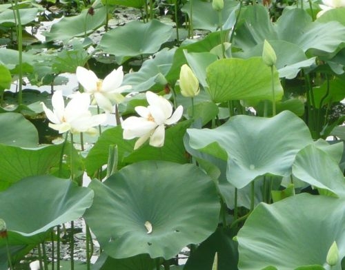 Lotus (Nelúmbo nucifera, Nymphaeáceae)