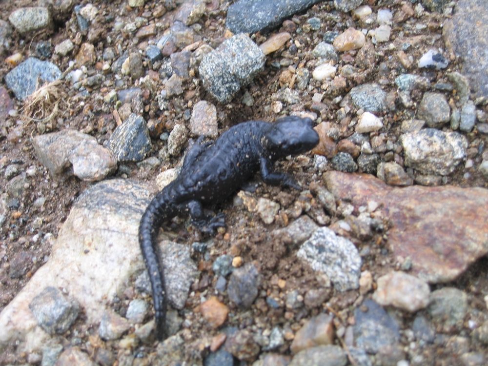 32_salamander